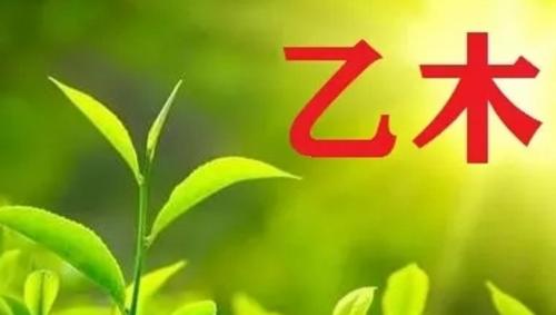 乙巳年辛巳月乙木运势