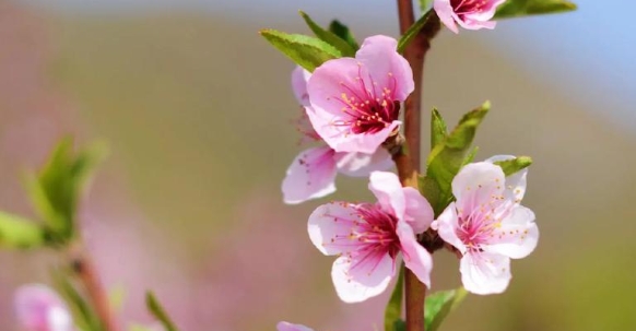 八字中的“桃花”是什么意思？如何催旺正缘？