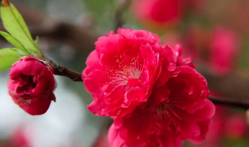 八字有咸池代表是什么？