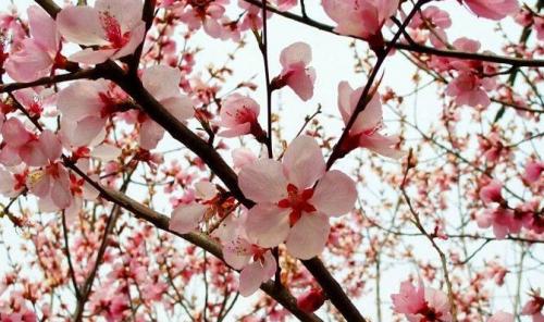 神煞桃花代表什么