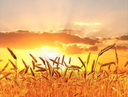 金命人适合什么颜色