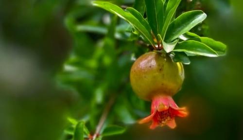 石榴木命适合带金吗